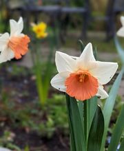 Tobias Becker Gartenservice Bild 4