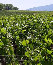 Les Gondettes Bild 1