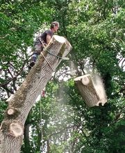 Franglais Soins Des Arbres image 7