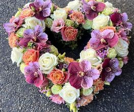 Hellebore image 7