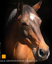 ESAO école supérieure ostéopathie animale image 4