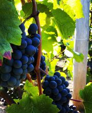 Champagne André Diligent et Fils image 12