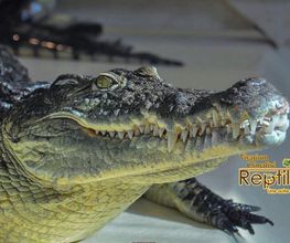 Reptiland image 6