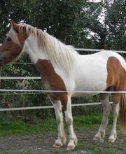 Leenhof Reitschule - Islandpferde Bild 4