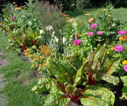 Gander Gartenbau Bild 8