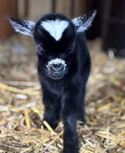 Dierenhotel Pandora afbeelding 11