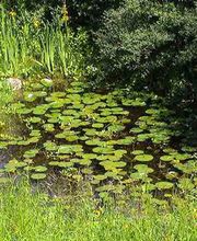 Huwiler und Söhne AG Gartenbau Bild 6