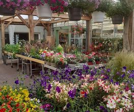 Les Halles aux Fleurs image 3