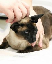 Pound Ridge Veterinary Center image 10