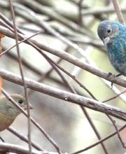 Alamo Inn B&B, Gear & Tours image 17