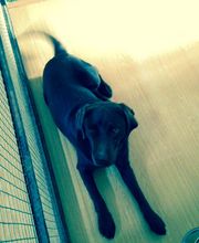 RESIDENCIA CANINA SORIA imagen 8