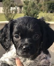 Bochard Cédric image 1