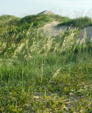 Seaside Vacations image 14