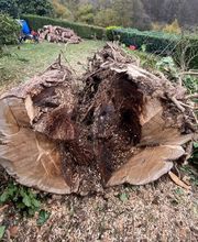 Baumdienst Behan Bild 13