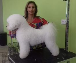 Dog Center image 5