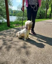 V'Educ-ton-chien image 14