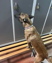 DetectDOG by HDD, Horner Détection Désinfestation sàrl Bild 4