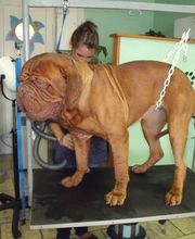 La Gent Canine image 7