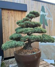 Sequoia Paysage image 9