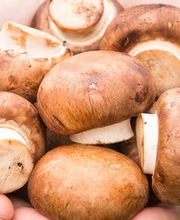 De Champignonspecialist BV