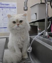 Lincoln Avenue Cat & Dog Hospital image 3