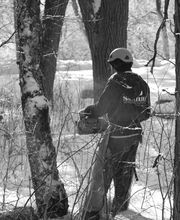 SavATree - Tree Service & Lawn Care image 7