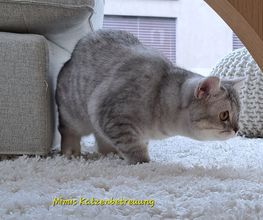Mimis Katzenbetreuung Bild 2