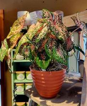 Broad Brook Gardens image 20