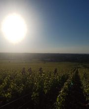 Domaine Besancenot EARL image 7