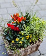 hollenstein blumengarten ag-Blumenshop-Gärtnerei-Gartenbau-Unterhalt-Grabpflege Bild 2