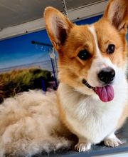 Hundesalon Farah Bild 9