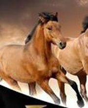 Ecurie du Peuplier image 1