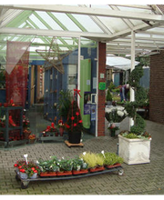 Blumen Nellessen Bild 1