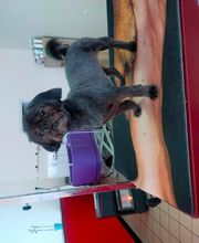 Fashion Dog image 10