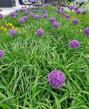 Bruno Winet, Privatgärtner Bild 13