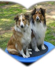 Collies vom Kaninchenhof Bild 3