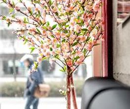 SUSHIFREUNDE Chemnitz Bild 8