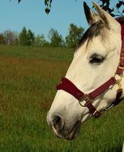 Weißes Pferd mit Halfter