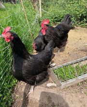 Ferme du Roussel image 9