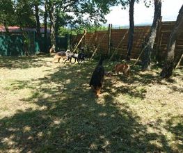 C.A PRO CANIN image 11