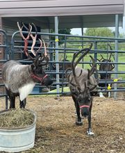 Whitetail Acres Nursery, Landscaping, and Reindeer Farm image 7