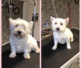 Patty's Hundesalon Bild 7