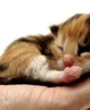 Callavet GmbH tierärztlicher Notdienst Bild 3