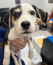 Fairview Animal Hospital image 2