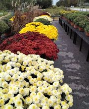 Nicole's Greenhouse & Florist image 11