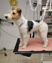 Mon Chien C'est Quelqu'un image 15