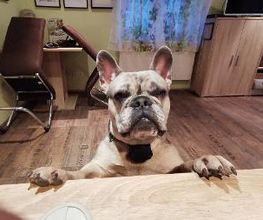 H.O.N.A.S - Mobile Hundeschule Bild 14