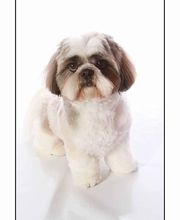 DogShine image 7