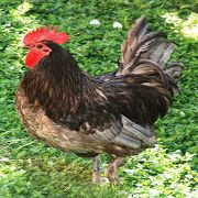 Dani`s Ferienwohnung