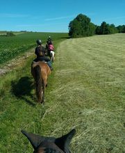 Les Poneys de Monthoiron image 17